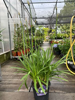Agapanthus DR. Brouwer (Afrikaanse Lelie) OP=OP Agapanthus DR. Brouwer (Afrikaanse Lelie) OP=OP