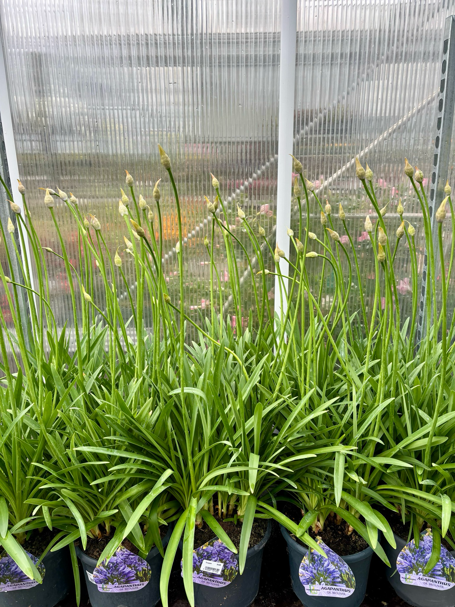 Agapanthus DR. Brouwer (Afrikaanse Lelie) OP=OP