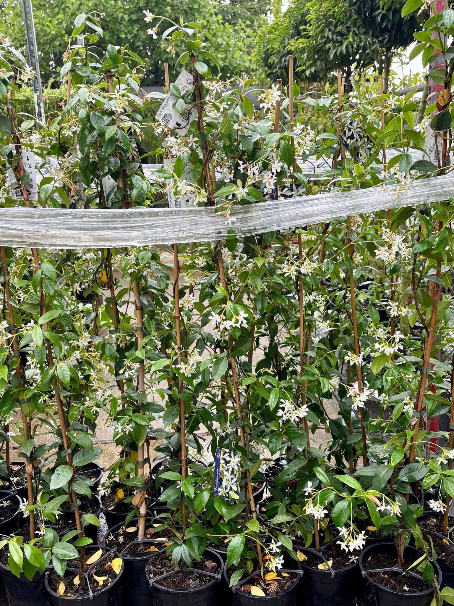 Trachelospermum jasminoides  (Toscaanse Jasmijn wit )   1 voor €14,95 -2 voor €25 OP=OP