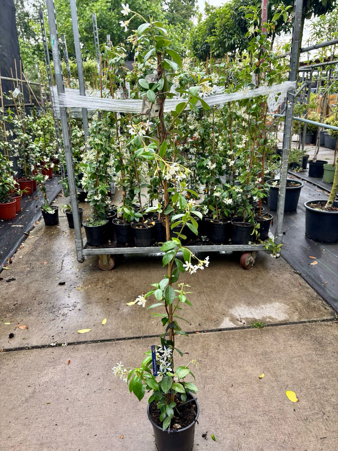 Trachelospermum jasminoides  (Toscaanse Jasmijn wit )   1 voor €14,95 -2 voor €25 OP=OP