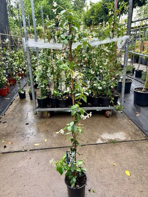 Trachelospermum jasminoides (Toscaanse Jasmijn wit ) 1 voor €14,95 -2 voor €25 OP=OP Trachelospermum jasminoides (Toscaanse Jasmijn wit ) 1 voor €14,95 -2 voor €25 OP=OP