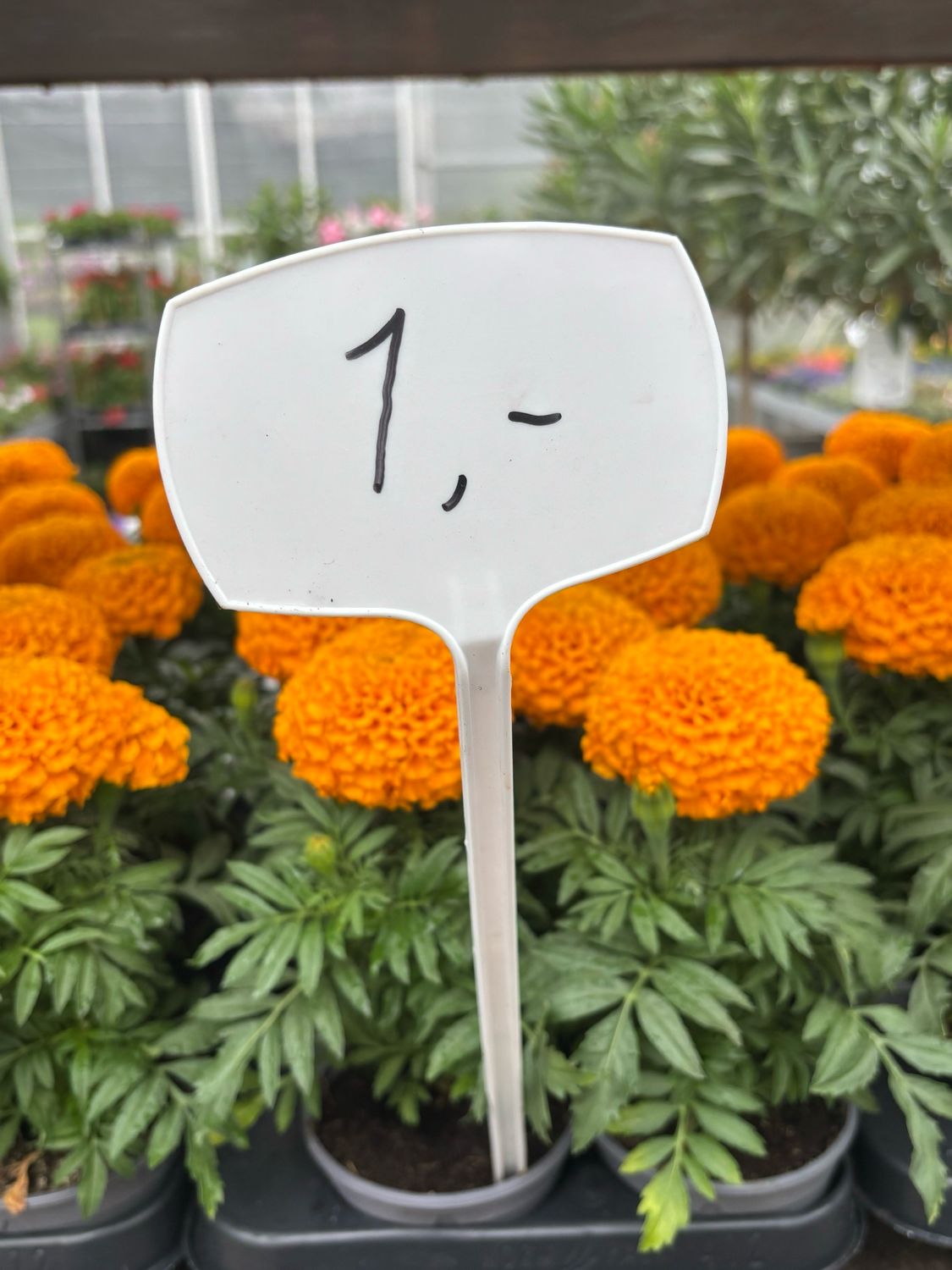 Afrikaantje (Perkplant) OP=OP Afrikaantje (Perkplant) OP=OP