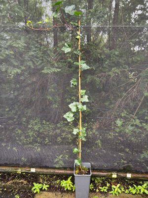 Hedera (Klimop) OP=OP Hedera (Klimop) OP=OP
