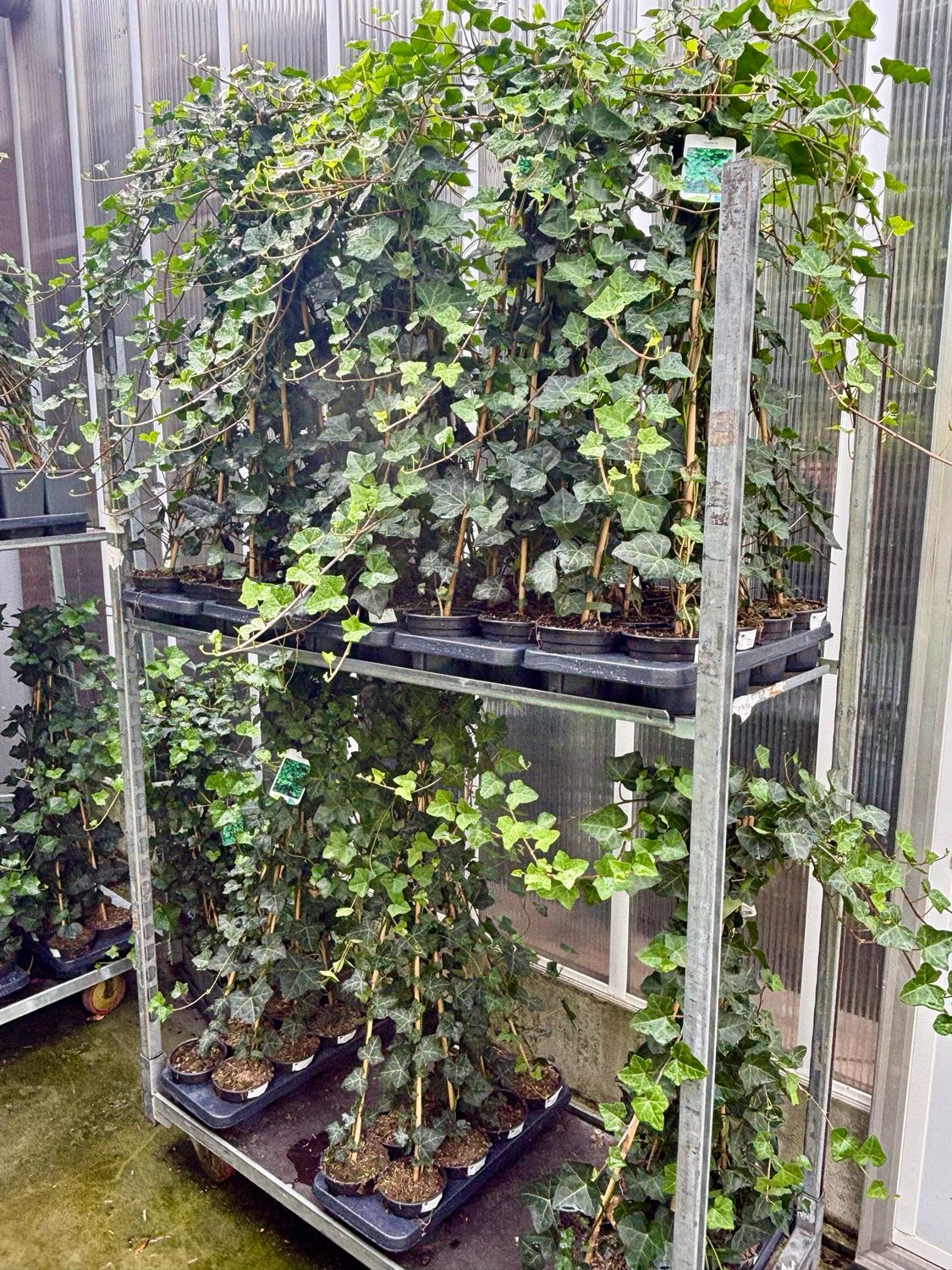 Hedera (Klimop) OP=OP