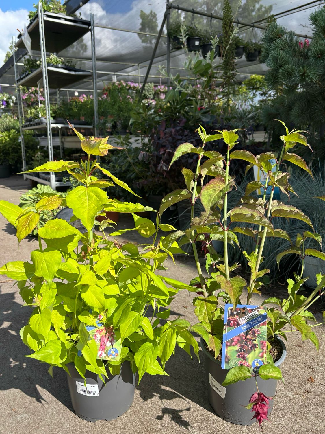 Leycesteria formosa 'Little Lanterns' en Leycesteria formosa 'Purple Rain' (Fazantenbes 2 soorten) OP=OP Leycesteria formosa 'Little Lanterns' en Leycesteria formosa 'Purple Rain' (Fazantenbes 2 soorten) OP=OP
