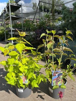 Leycesteria formosa 'Little Lanterns' en Leycesteria formosa 'Purple Rain' (Fazantenbes 2 soorten) OP=OP Leycesteria formosa 'Little Lanterns' en Leycesteria formosa 'Purple Rain' (Fazantenbes 2 soorten) OP=OP