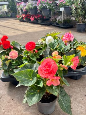 Begonia knol OP=OP Begonia knol OP=OP