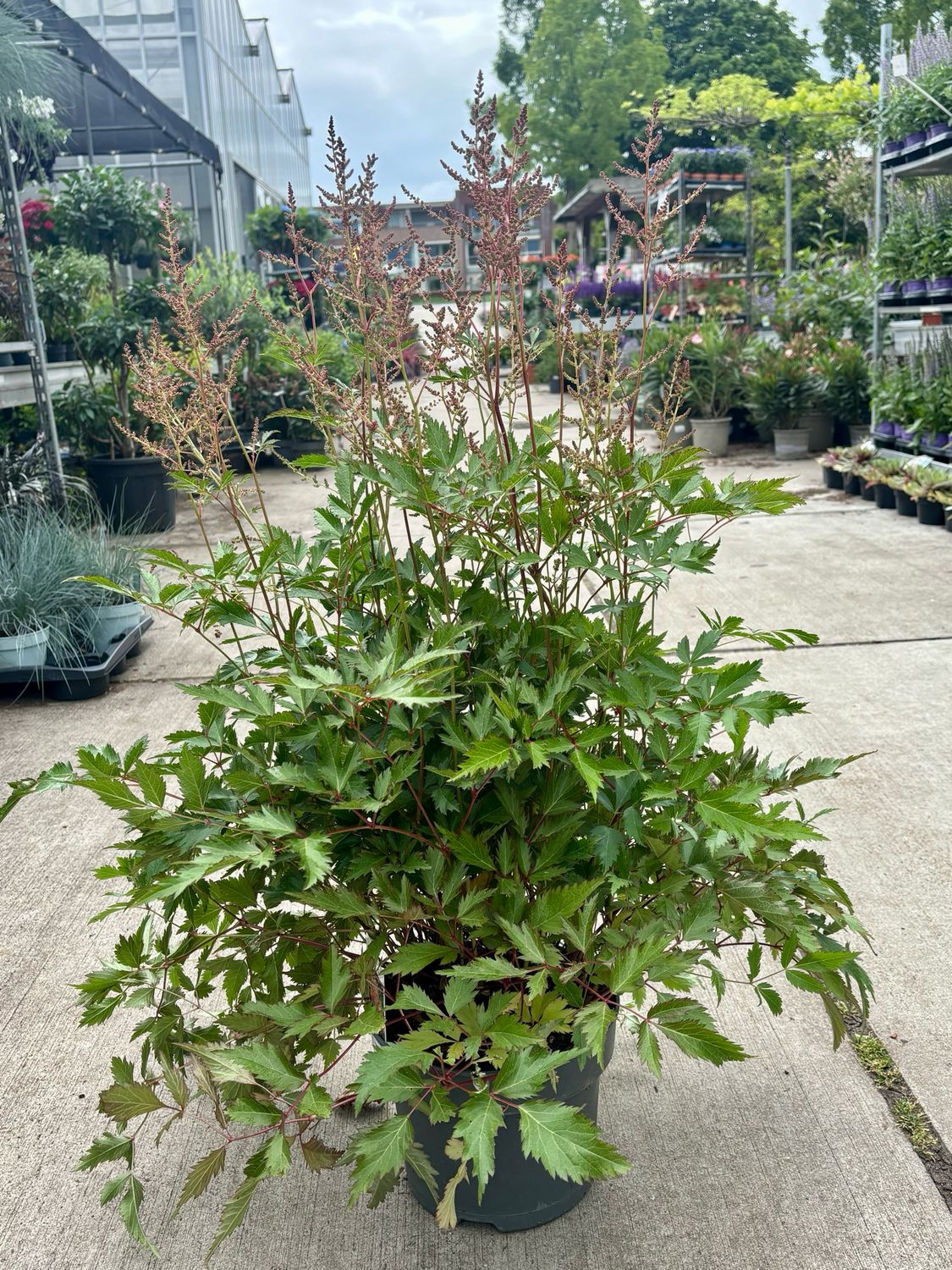Pluimspirea ( Astilbe xl ) roze OP=OP Pluimspirea ( Astilbe xl ) roze OP=OP