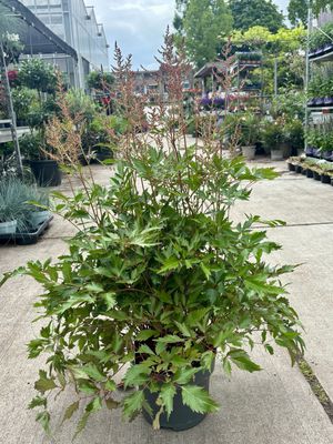 Pluimspirea ( Astilbe xl ) roze OP=OP
