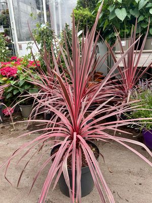 Cordyline australis 'Pink Passion' (Australische Koolpalm groen) OP=OP Cordyline australis 'Pink Passion' (Australische Koolpalm groen) OP=OP
