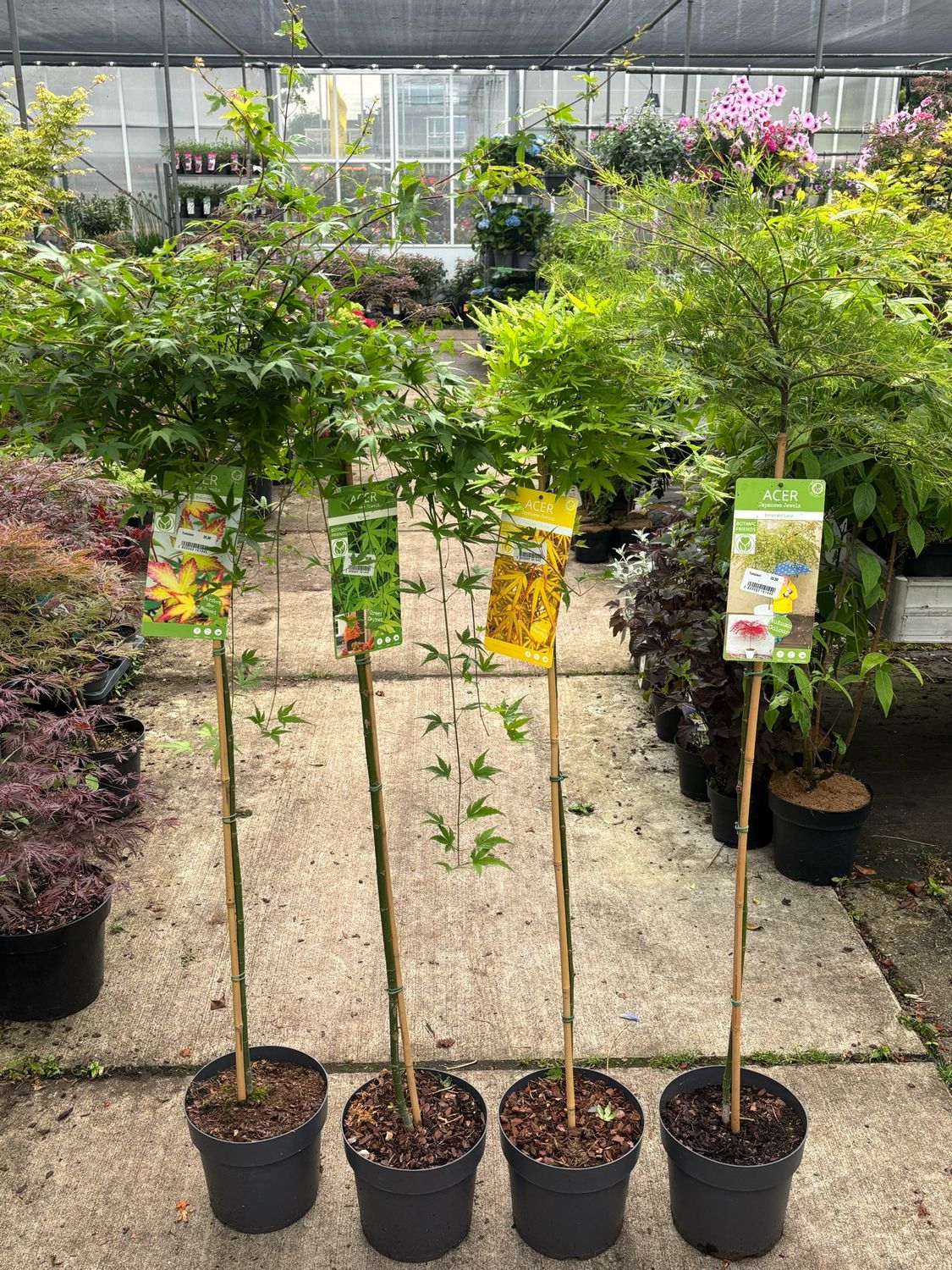 Acer (Japanse Esdoorn op stam) 4 soorten OP=OP Acer (Japanse Esdoorn op stam) 4 soorten OP=OP