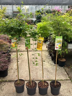 Acer (Japanse Esdoorn op stam) 4 soorten  OP=OP