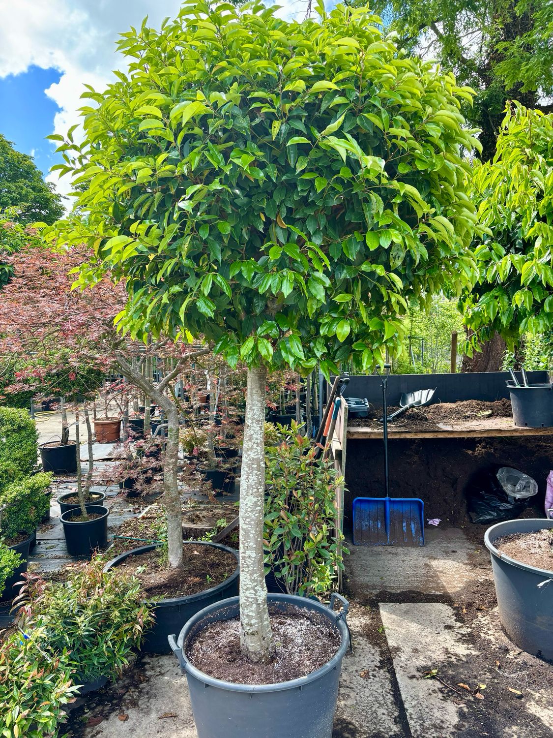 Prunus Lusitanica (Oude Portugese laurier op stam) OP=OP