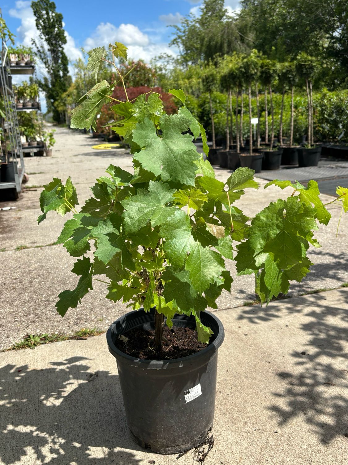 Vitis Vinifera (Druif) OP=OP Vitis Vinifera (Druif) OP=OP