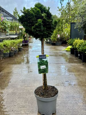 Chamaecyparis obtusa (Nana Gracilis op stam) OP=OP