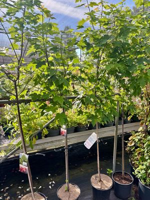 Acer ×freemanii 'Celzam (Japanse Esdoorn boom)