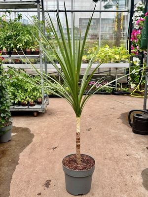 Cordyline australis 'Atlantic Green' (Koolpalm)