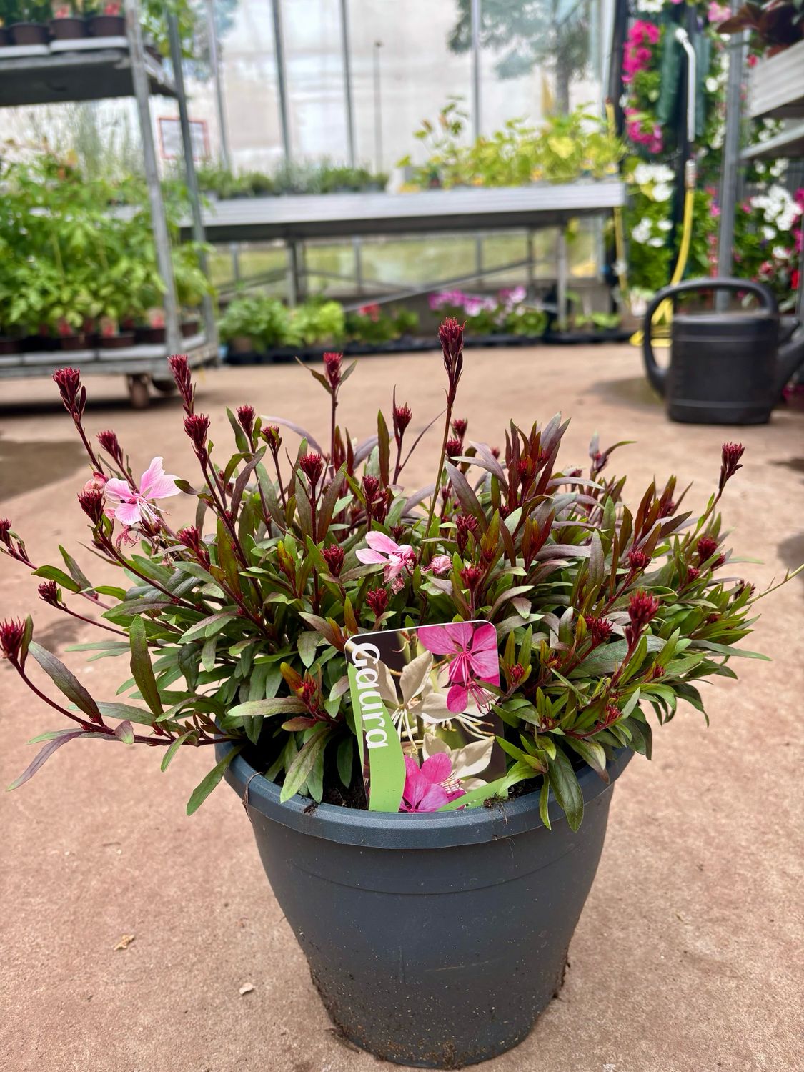 Gaura roze (Prachtkaars) OP=OP