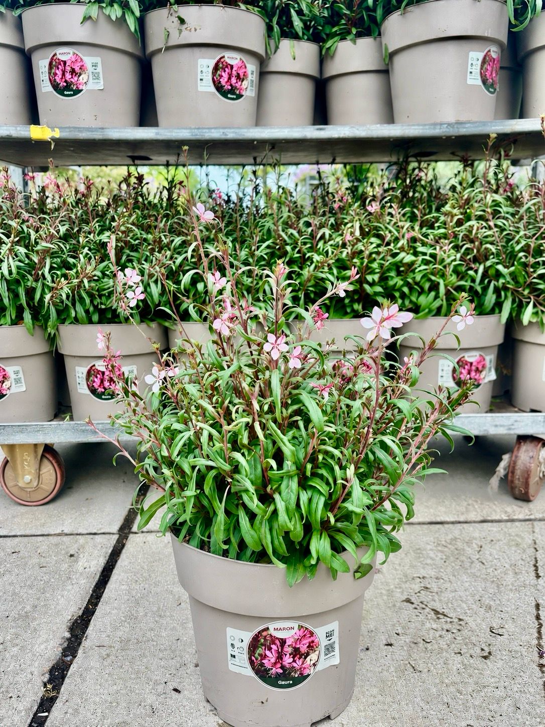 Gaura roze (Prachtkaars) OP=OP