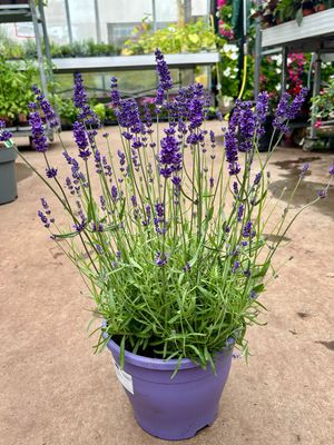 Lavandula (Lavendel) OP=OP Lavandula (Lavendel) OP=OP