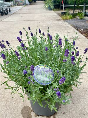 Lavandula (Lavendel) OP=OP Lavandula (Lavendel) OP=OP