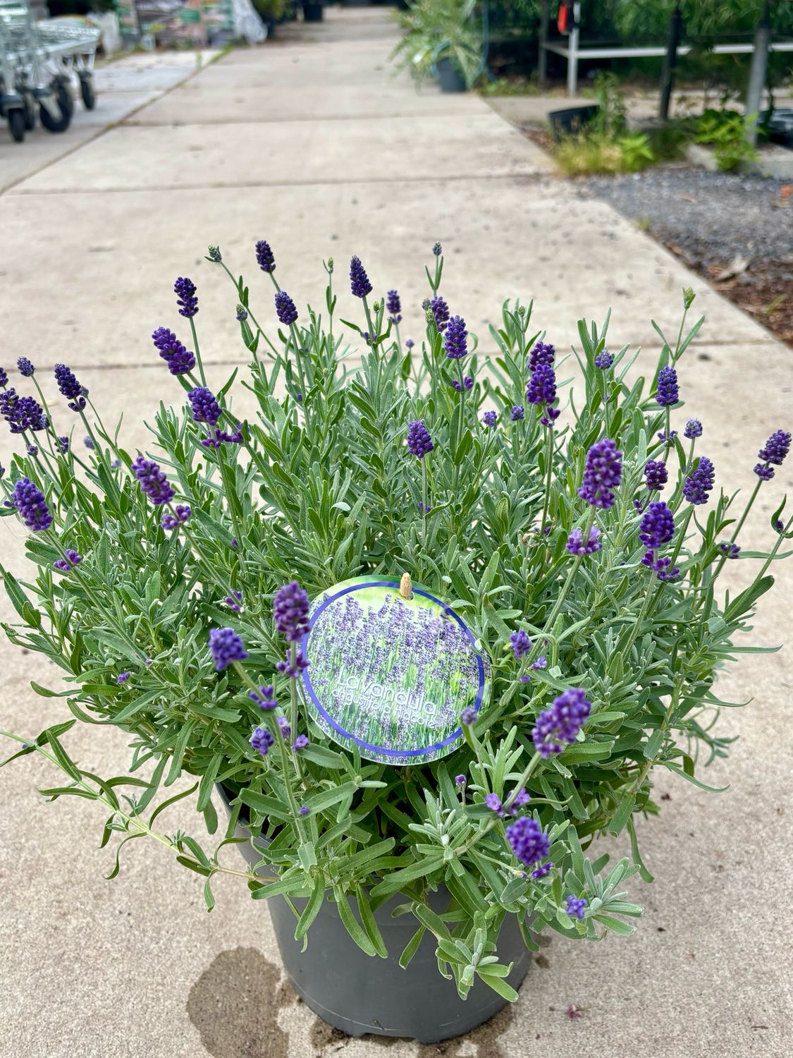 Lavandula (Lavendel) OP=OP Lavandula (Lavendel) OP=OP