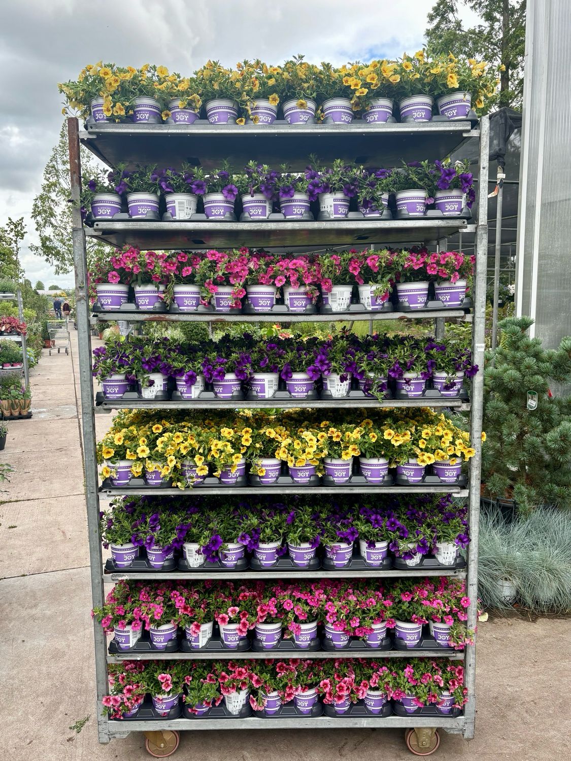 Calibrachoa OP=OP
