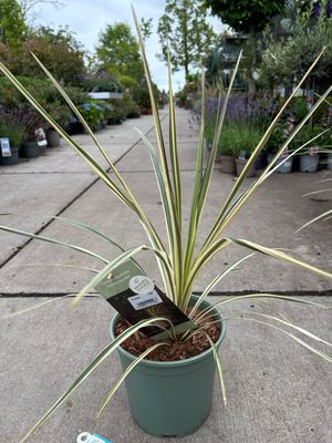 Cordyline australis ‘Torbay Dazzler’ (Koolpalm) OP=OP Cordyline australis ‘Torbay Dazzler’ (Koolpalm) OP=OP