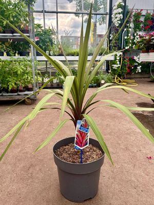 Cordyline australis 'Red Heart' (Koolpalm) Cordyline australis 'Red Heart' (Koolpalm)