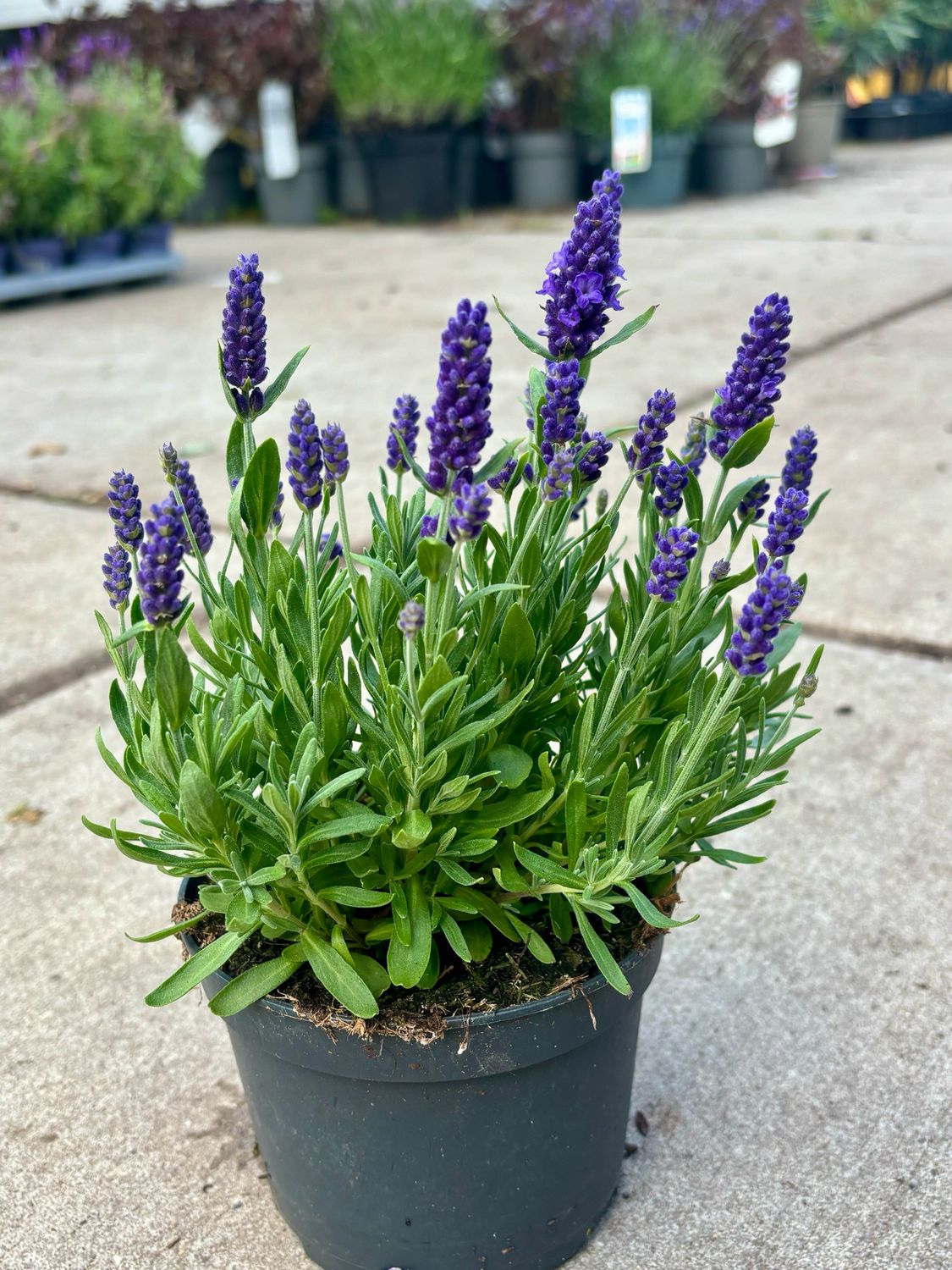 Lavendel OP=OP Lavendel OP=OP