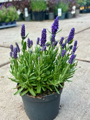 Lavendel OP=OP Lavendel OP=OP