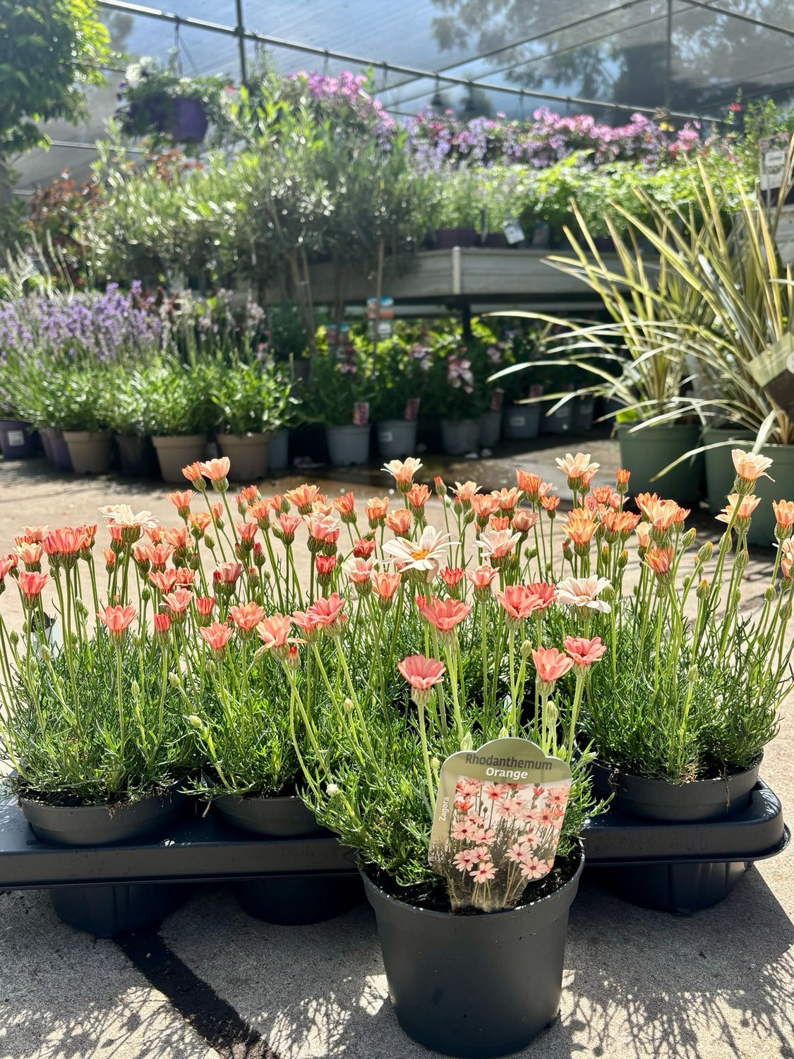 Rhodanthemum (Marokkaanse margriet) OP=OP