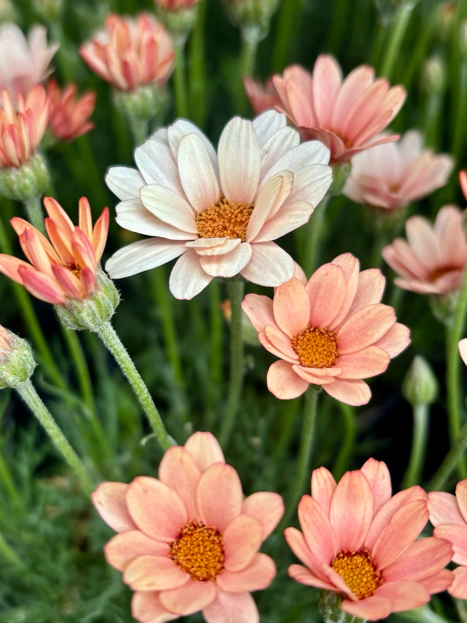Rhodanthemum (Marokkaanse margriet) OP=OP