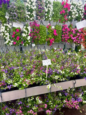 Scaevola mix kleuren hangpot OP=OP Scaevola mix kleuren hangpot OP=OP