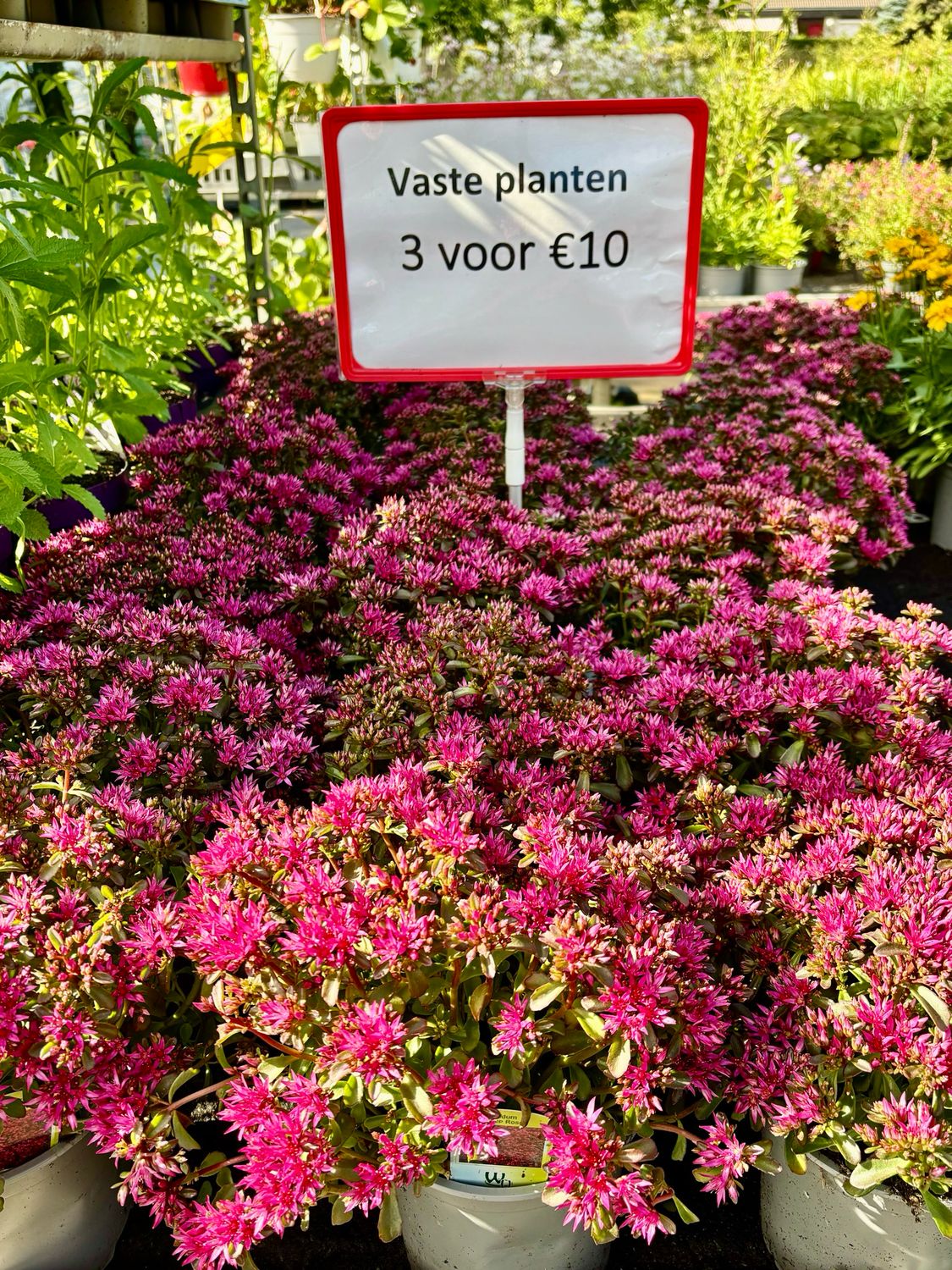 Sedum Deep Rose 3 voor €10 OP=OP Sedum Deep Rose 3 voor €10 OP=OP