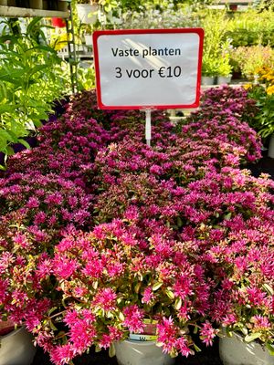Sedum Deep Rose 3 voor €10 OP=OP Sedum Deep Rose 3 voor €10 OP=OP