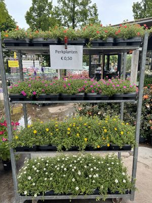 Portulak (Portulaca) OP=OP Portulak (Portulaca) OP=OP