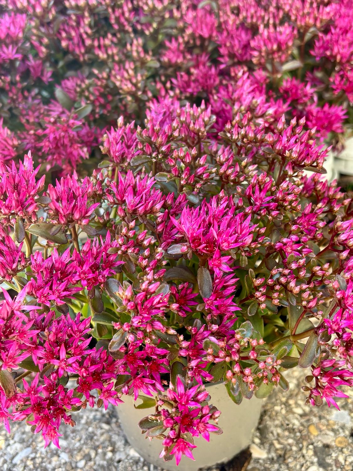 Sedum Deep Rose 4 voor €10 OP=OP Sedum Deep Rose 4 voor €10 OP=OP