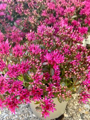 Sedum Deep Rose 4 voor €10 OP=OP Sedum Deep Rose 4 voor €10 OP=OP