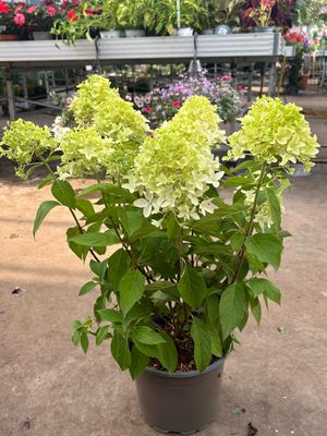 Hydrangea 'Skyfall' (Pluimhortensia) OP=OP