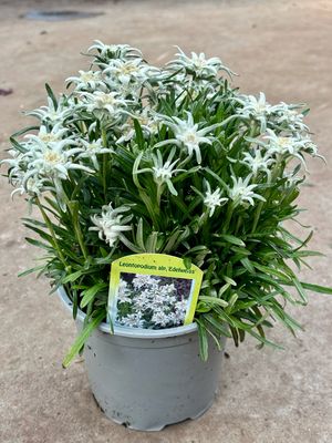 Leontopodium alpinum (Edelweiss) 3 voor €10 OP=OP Leontopodium alpinum (Edelweiss) 3 voor €10 OP=OP