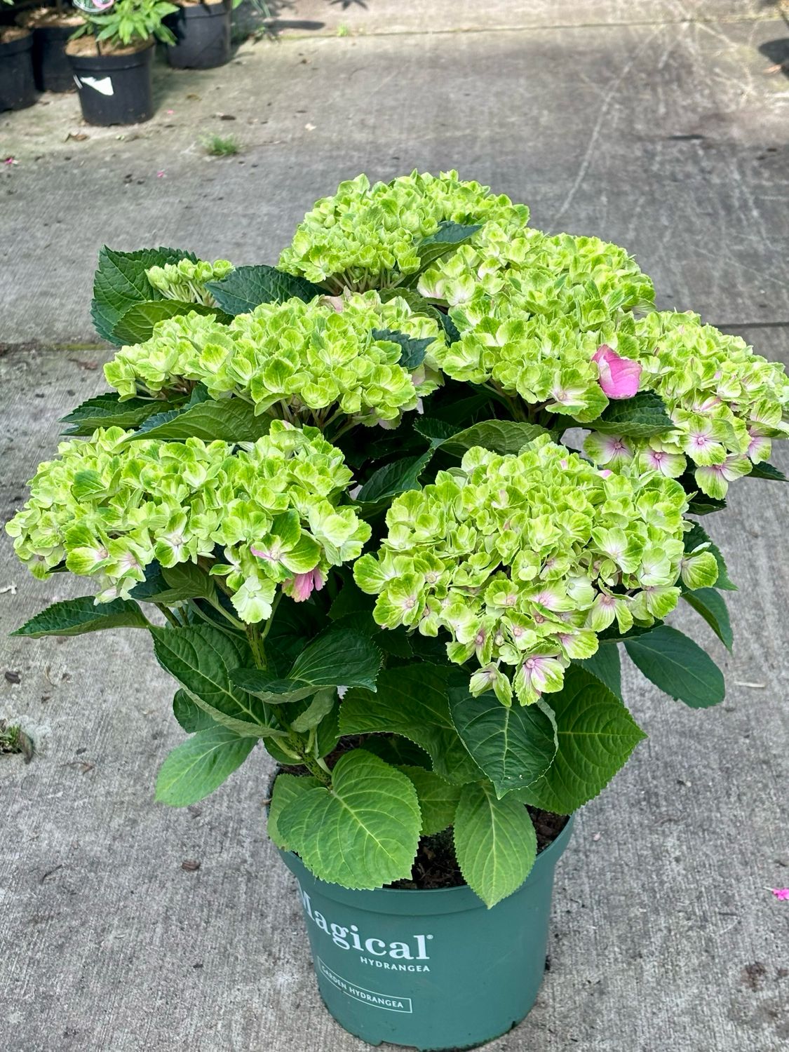 Hydrangea macrophylla 'Magical roze en blauw (Hortensia) OP=OP Hydrangea macrophylla 'Magical roze en blauw (Hortensia) OP=OP