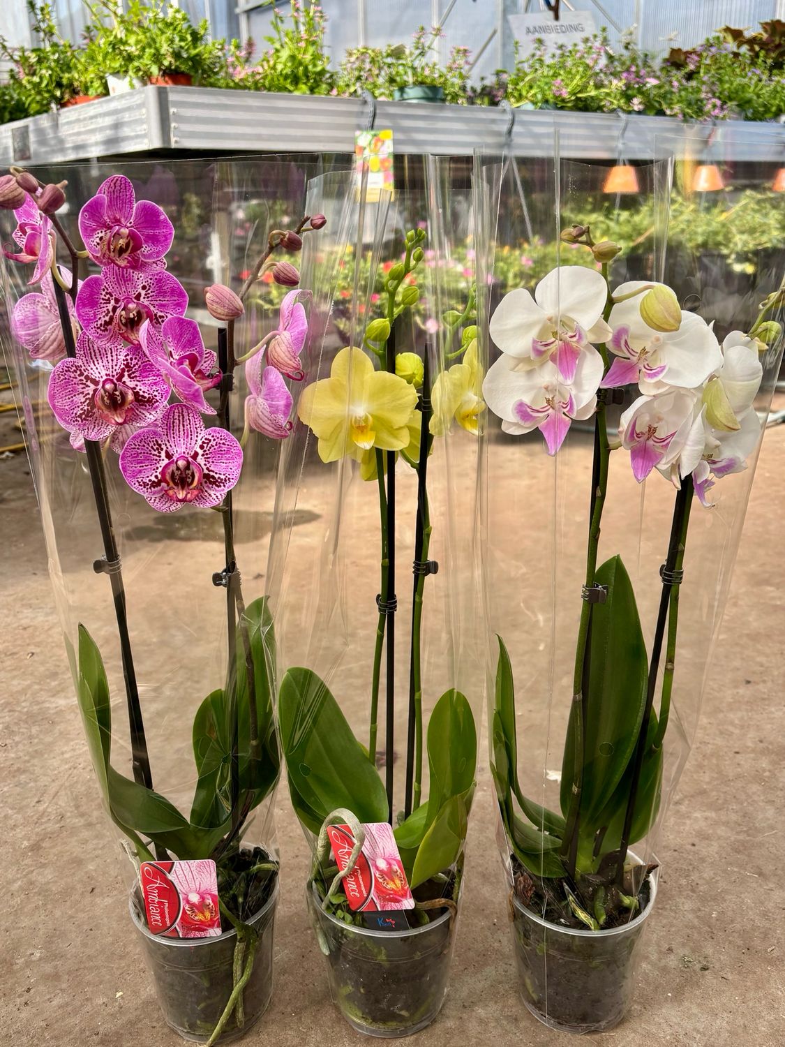 Orchidee OP=OP