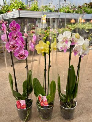 Orchidee OP=OP