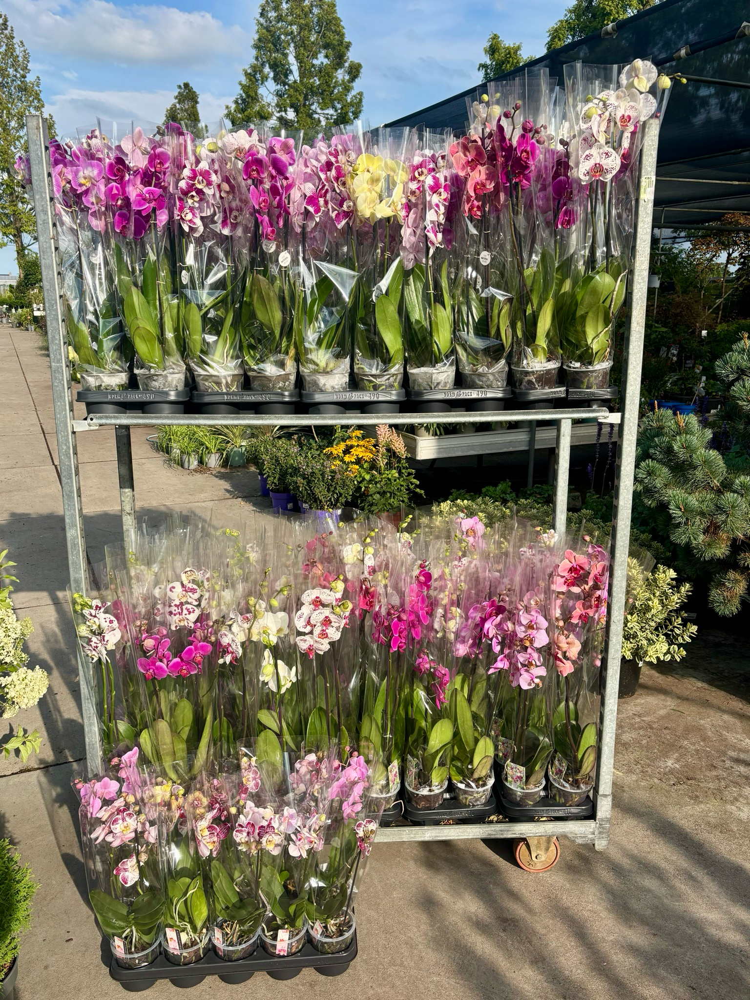 Orchidee OP=OP