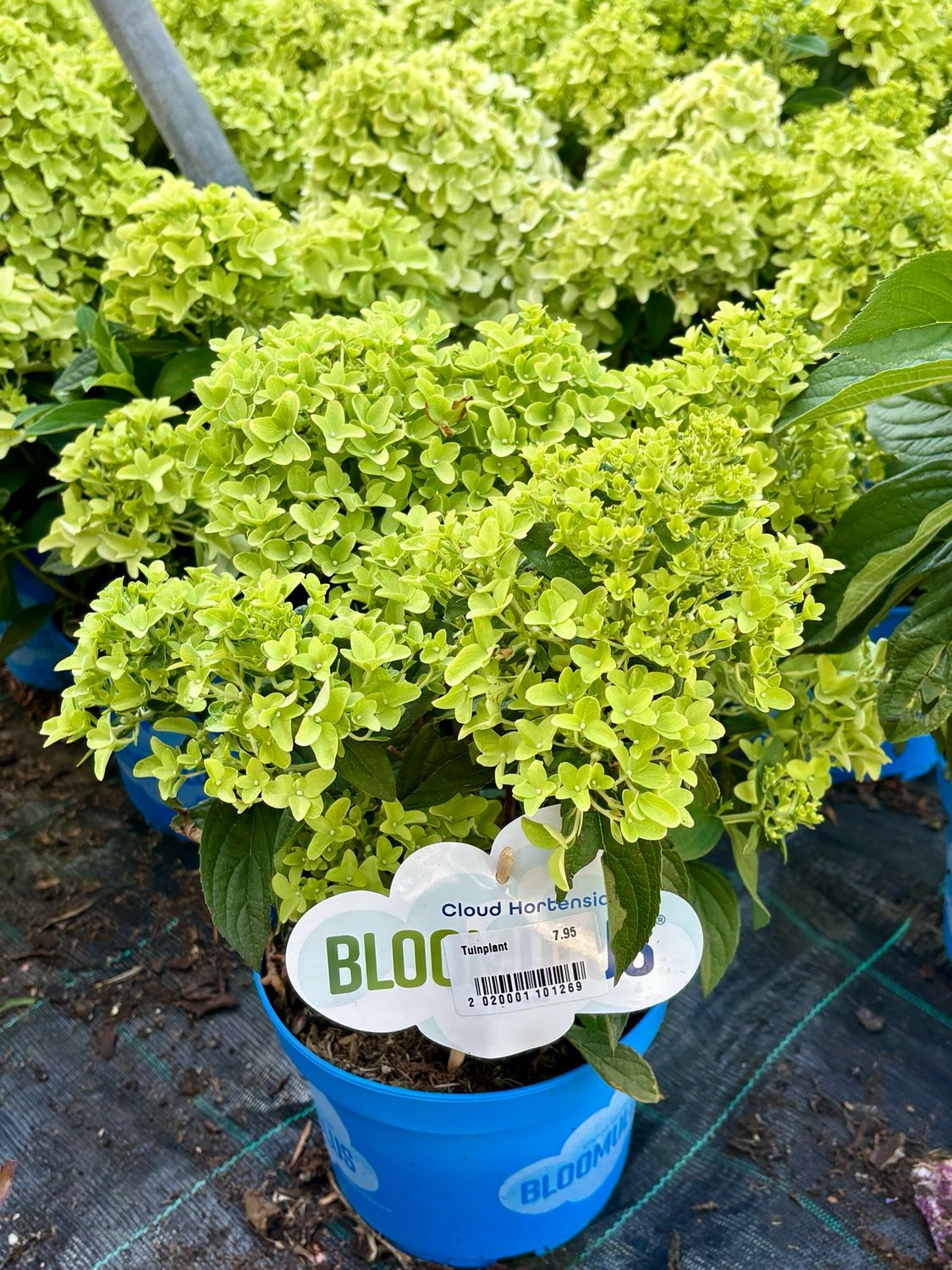 Hydrangea Bloomulus (Pluimhortensia kleinblijvend) OP=OP Hydrangea Bloomulus (Pluimhortensia kleinblijvend) OP=OP
