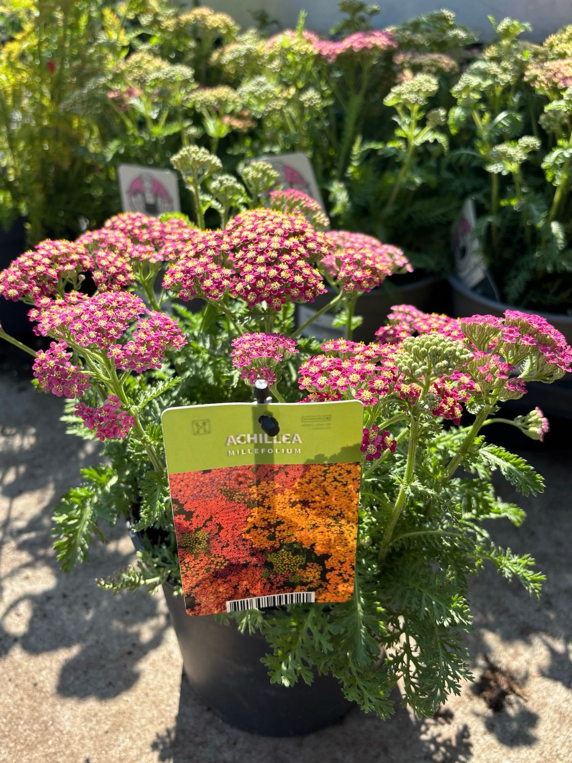 Achillea (Duizendblad) 2 soorten OP=OP Achillea (Duizendblad) 2 soorten OP=OP
