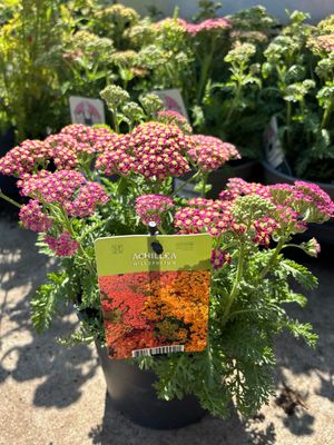 Achillea (Duizendblad) 2 soorten OP=OP Achillea (Duizendblad) 2 soorten OP=OP