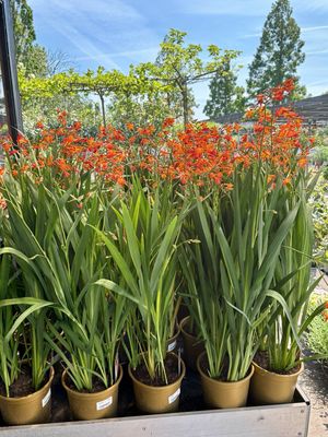 Crocosmia (Montbretia) OP=OP