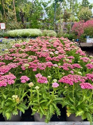 Achillea (Duizendblad) 4 voor €10  OP=OP
